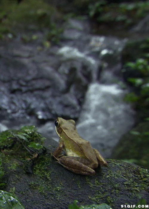 溪边青苔石上小青蛙图片:青蛙,小溪