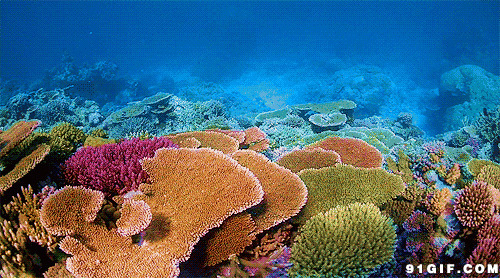 璀璨灯光照亮海底世界图片:灯光,海底,海草