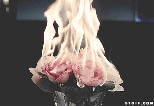 被焚烧的花朵图片:花朵,火焰,玫瑰花