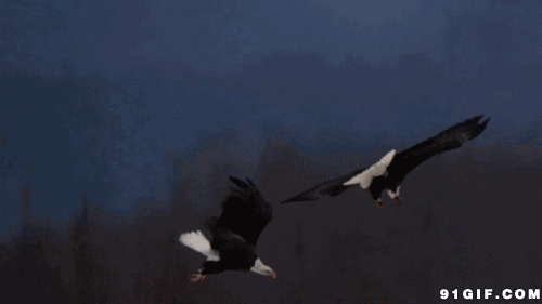 两只老鹰空中追逐图片