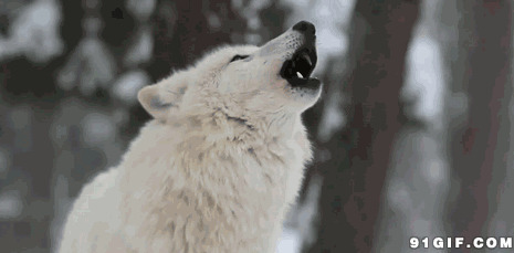 雪白野狼引天长啸图片:野狼,动物,狼,恶狼