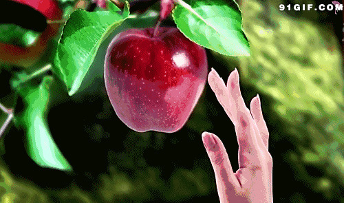 树上苹果触手可得图片:苹果,唯美