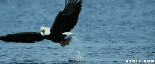 敏捷老鹰海上捕鱼图片:老鹰,捕鱼