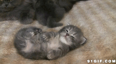 小猫咪拍打节奏搞笑图片:猫猫,节奏