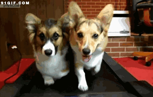 两只狗狗跑步机锻炼图片
