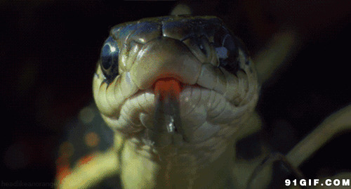 巨蛇口吐红信子图片:毒蛇,动物,吐信子