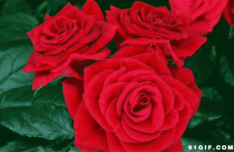 红色花儿争艳开放图片:花朵,盛开,玫瑰