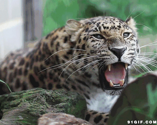 花豹张牙咧嘴图片:豹子,凶猛