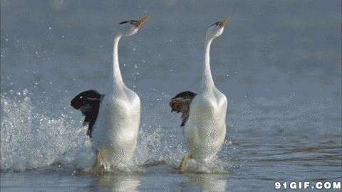 两只白天鹅踏浪而来图片:天鹅