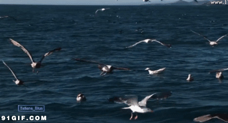 飞翔海鸥图片:风景,动物,海鸥