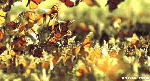 彩色蝴蝶群纷飞起舞图片:蝴蝶