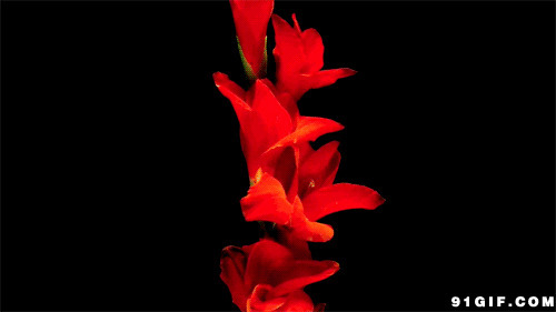 盛开的娇艳红花图片:娇艳,花朵