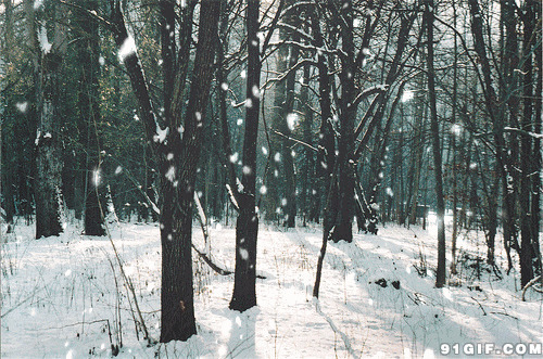 山林清晨大雪纷飞图片