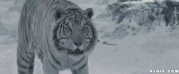 大雪封山老虎找食物图片:老虎,黑白