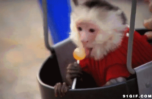 呆萌小猴子吃棒棒糖图片