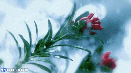 风雨中挺立的花儿图片:风雨,花朵,下雪