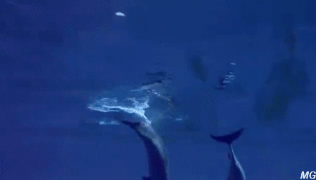 海豚海里遨游图片
