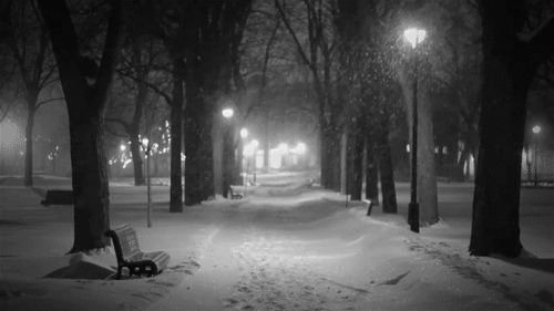 雪花飞舞的公园夜晚图片:黑白,飘雪,下雪