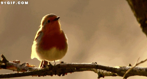 美丽的小鸟清晨歌唱图片