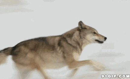 来自北方的狼奔跑图片:狼,动物,奔跑