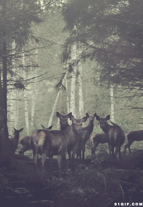 一群迷途小鹿图片:小鹿,动物,梅花鹿