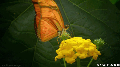 美丽的蝴蝶授粉图片