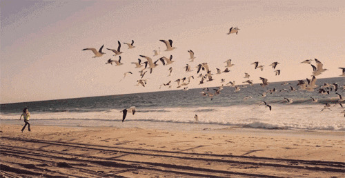 女孩追逐一群起飞海鸥图片