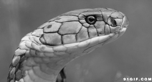 白蛇吐信图片:动物,蛇吐信,蛇信子