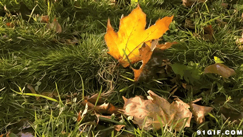 深秋树叶黄图片:风景,黄树叶,枫叶