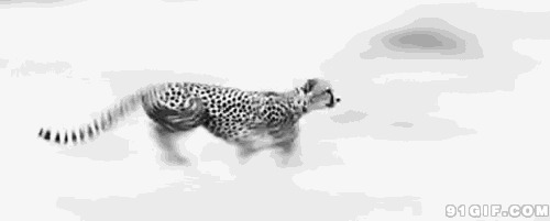 极速奔跑金钱豹图片