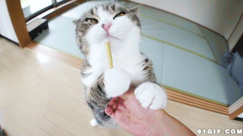 猫猫舔糖果棒可爱图片:猫猫