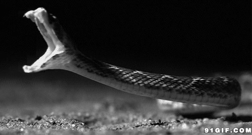 恐怖毒蛇张嘴露利齿图片:毒蛇,嘴巴