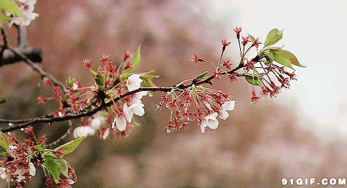花枝微颤图片:树枝,花朵,开花