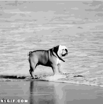 冲浪的狗狗黑白图片:狗狗