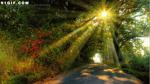 树林透射的阳光图片:阳光,光线