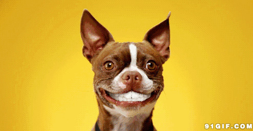 咧嘴傻笑的狗狗图片:狗狗