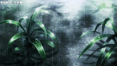 被雨水淋湿的绿叶唯美图片:雨水,下雨