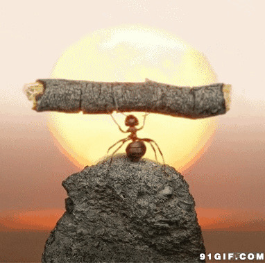 蚂蚁举树枝动态图片:蚂蚁