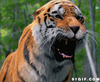 野生东北虎吓人动态图片:东北虎,老虎
