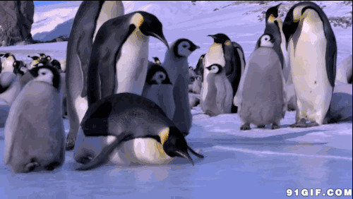 滑倒的企鹅动态图片