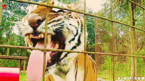 老虎伸舌头视频图片:老虎