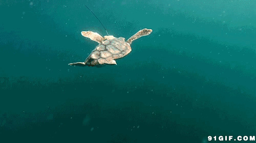 乌龟游泳图片:乌龟,海龟