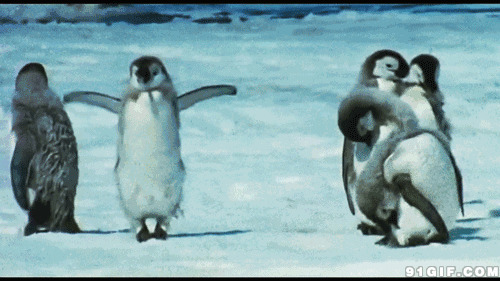 南极企鹅跳舞图片