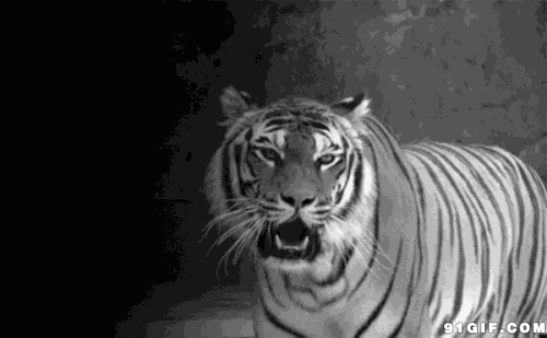 凶恶的老虎动态图片:老虎