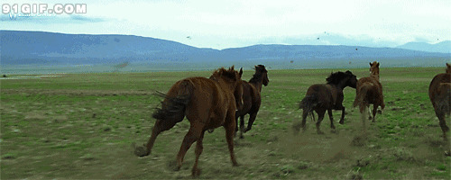 草原狂奔的野马图片:野马,草原,奔马