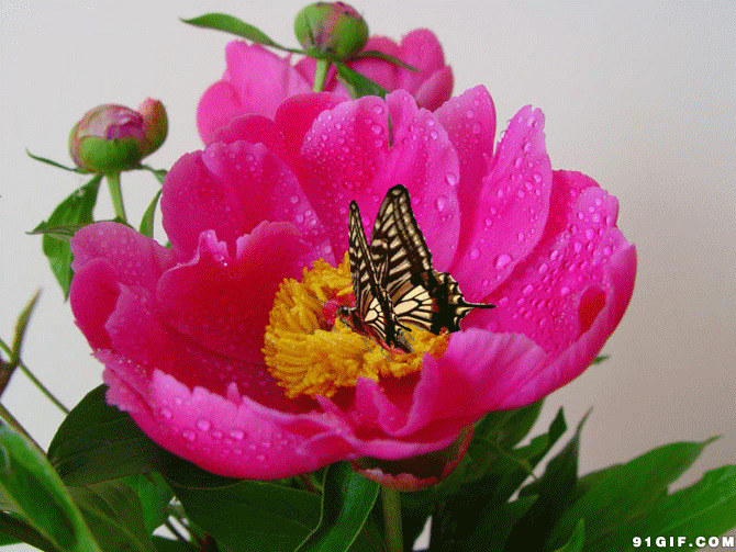 红花上的蝴蝶挥舞翅膀图片