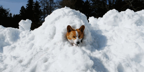 狗狗雪堆探出头图片