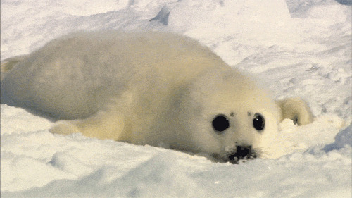小北极熊雪地爬行图片:北极熊,雪地