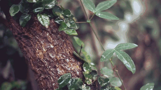 树叶滴落的水珠图片:树叶,水珠