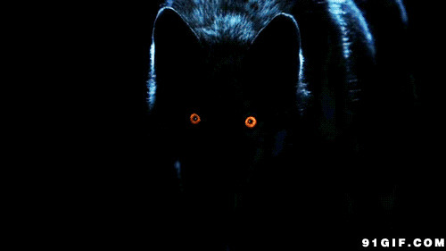 午夜发红光的狼眼图片:动物,狼,恶狼